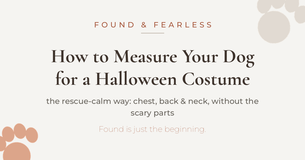 How to Measure Your Dog for a Halloween Costume (Without Stressing Your Rescue)