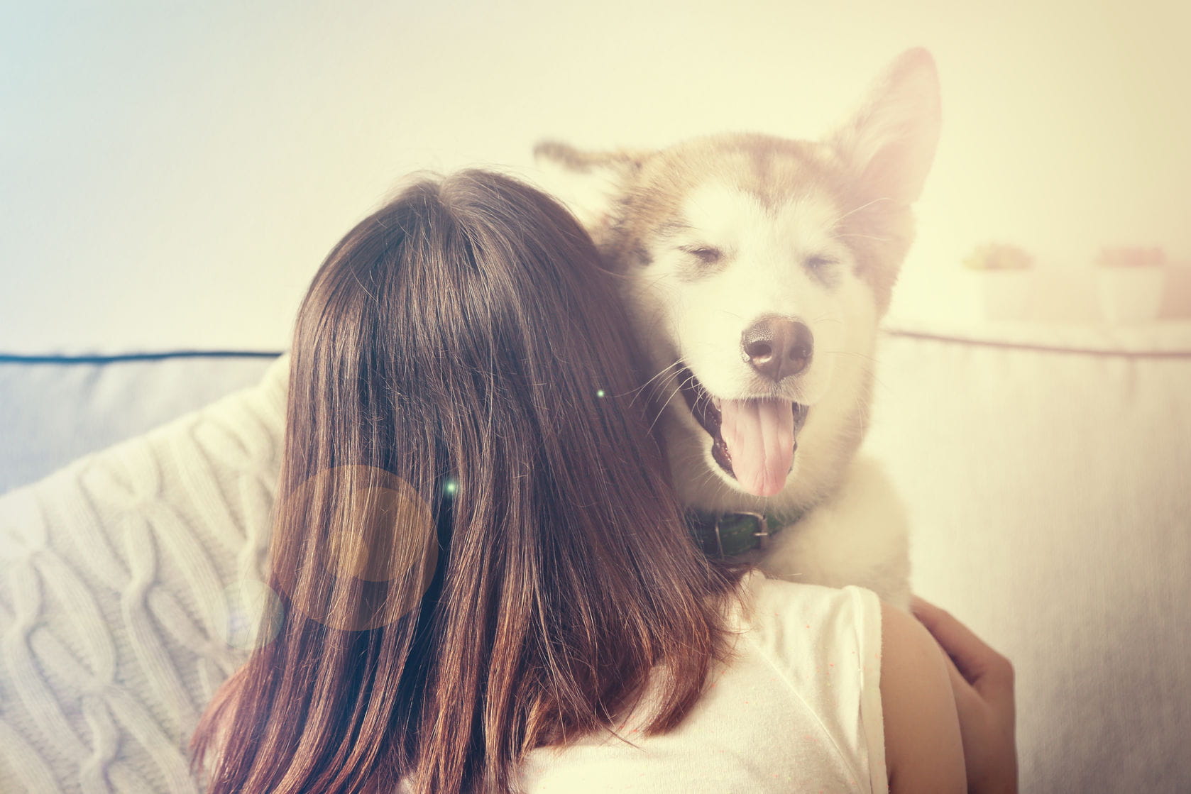 Raw Paws Pet Food banner - Fresh, Healthy Pet Food